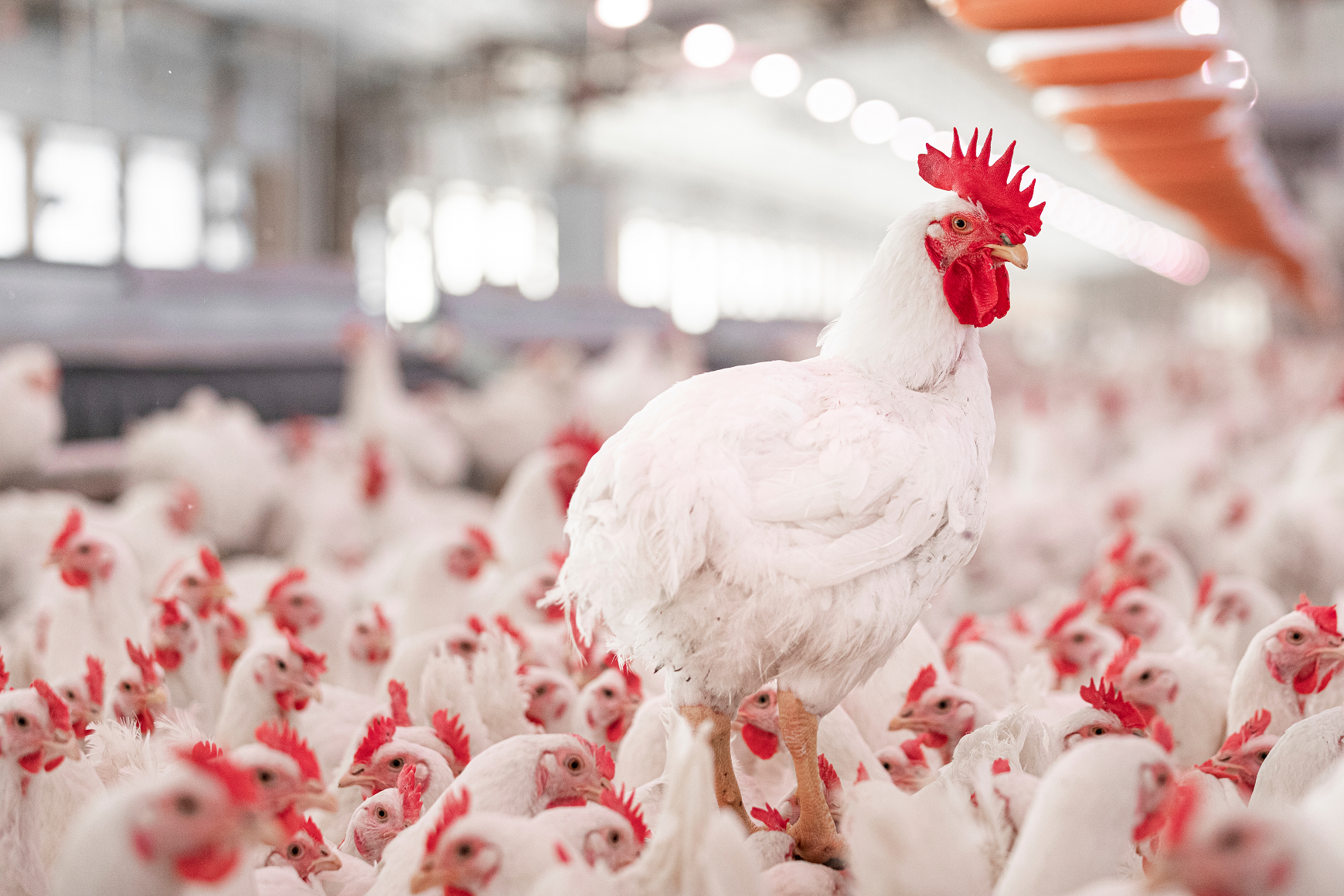 Vitamins and trace minerals for optimum growth. Livestock & Poultry Middle East