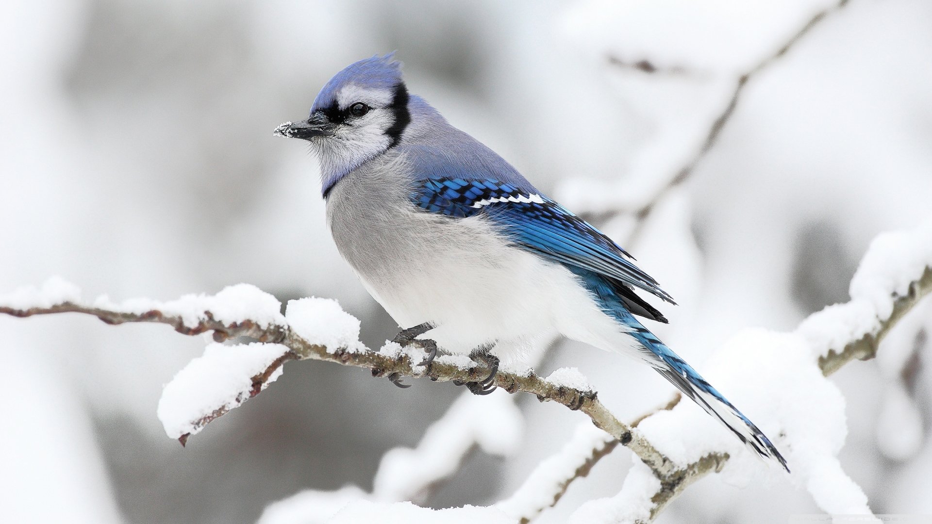 Blue Jay HD Wallpaper and Background Image