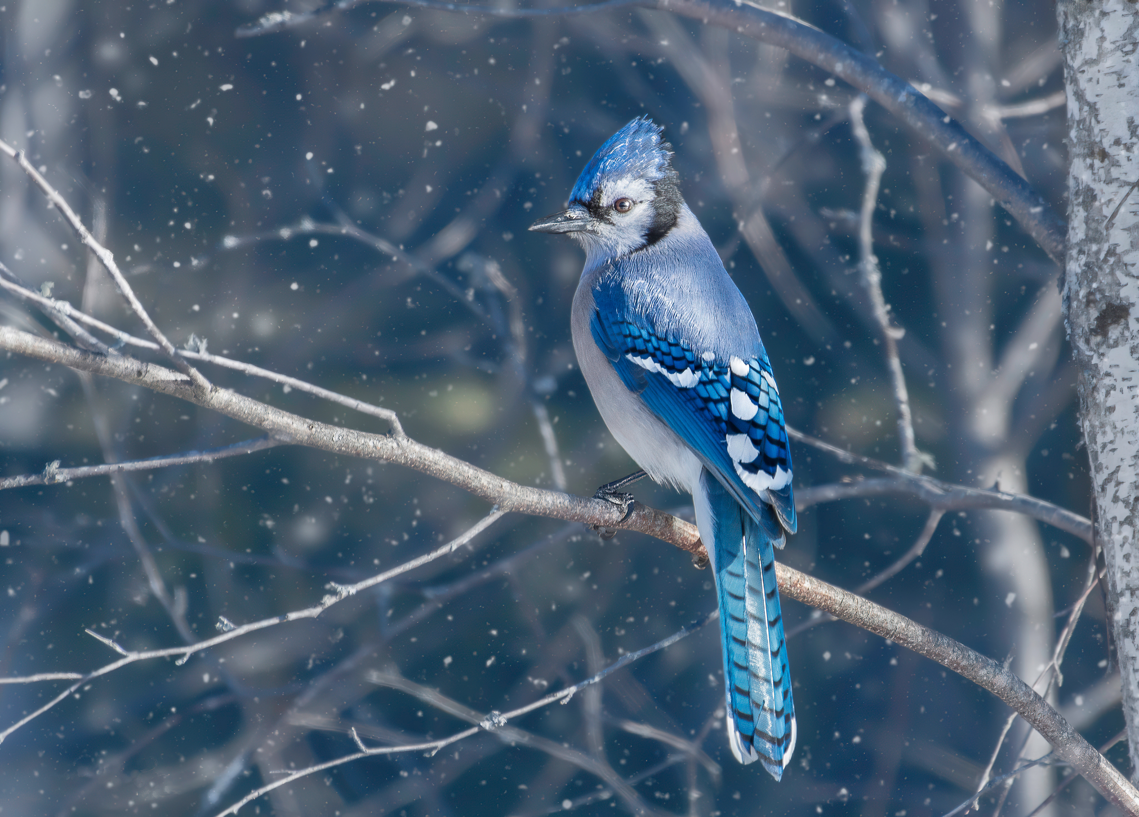 Blue Jay Bird 4k, HD Birds, 4k Wallpaper, Image, Background, Photo and Picture