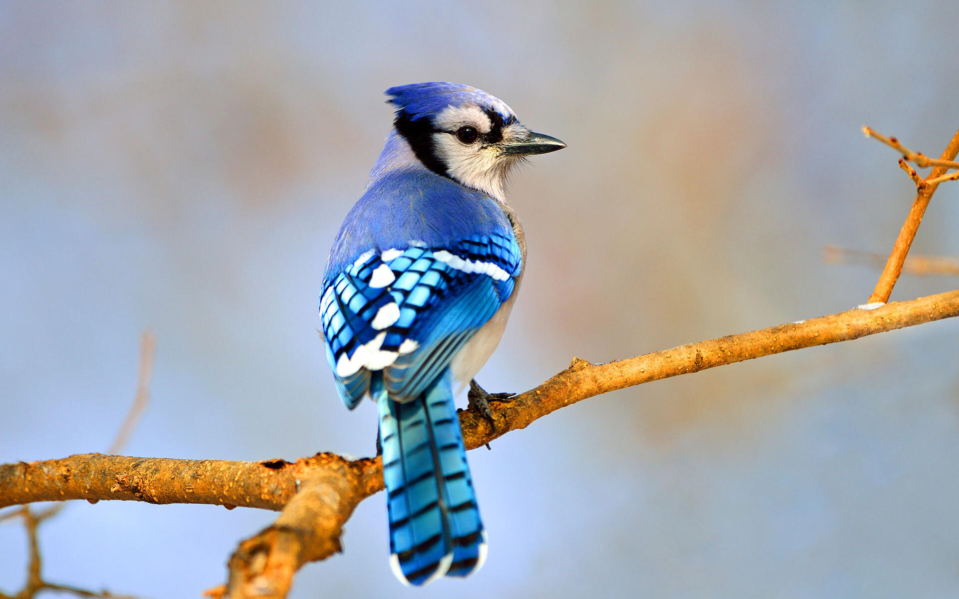Blue Jay. Audubon Field Guide