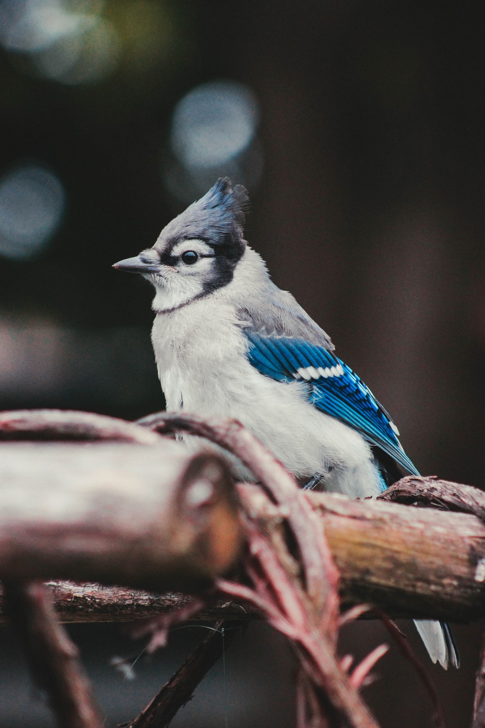 Blue Jay Bird Wallpapers - Wallpaper Cave