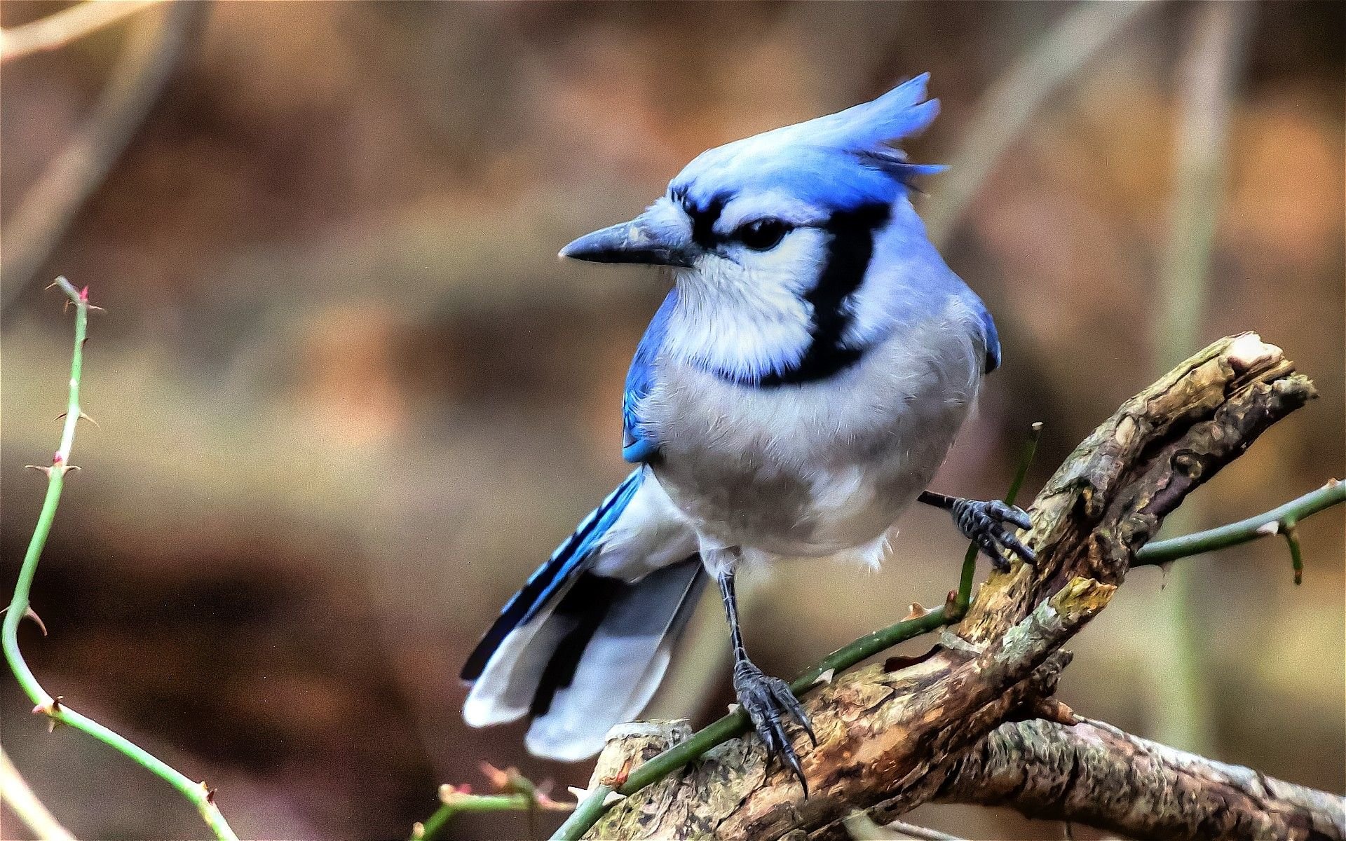 Blue Jay Wallpaper
