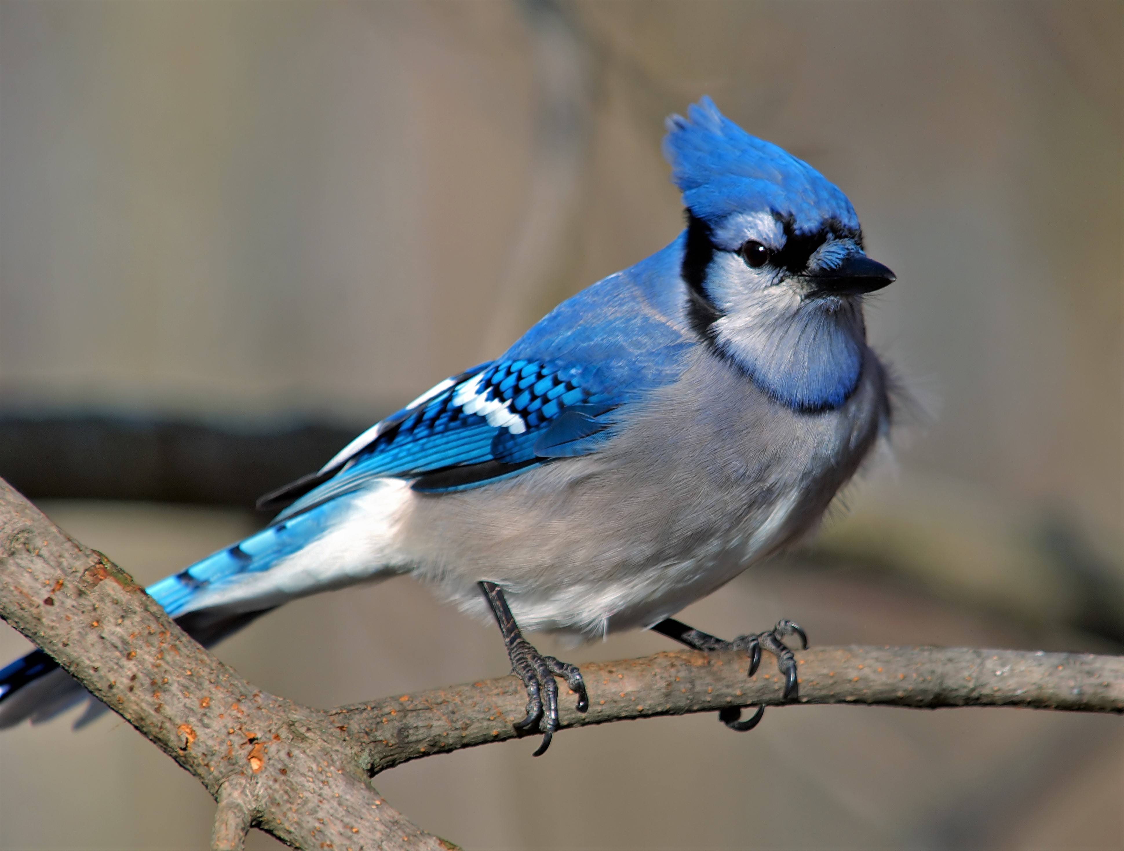 4k Blue Jay, HD Birds, 4k Wallpaper, Image, Background, Photo and Picture