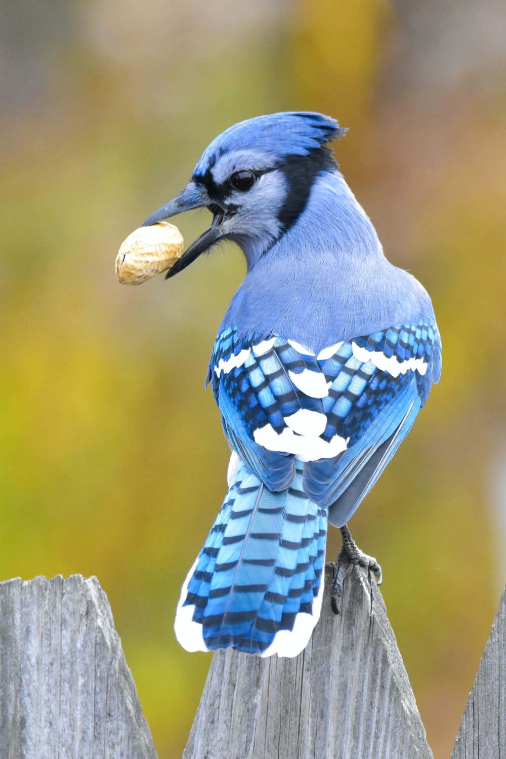 Blue Jay Picture. Download Free Image