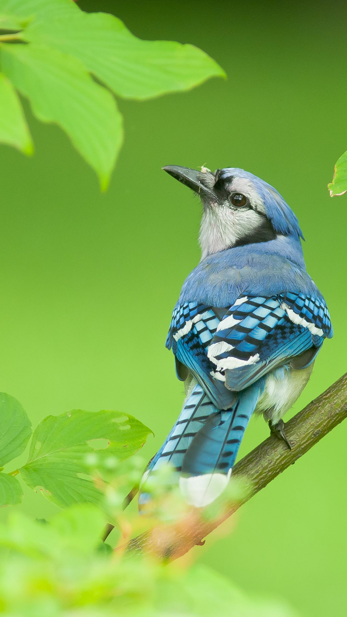 Blue Jay Bird Wallpapers - Wallpaper Cave