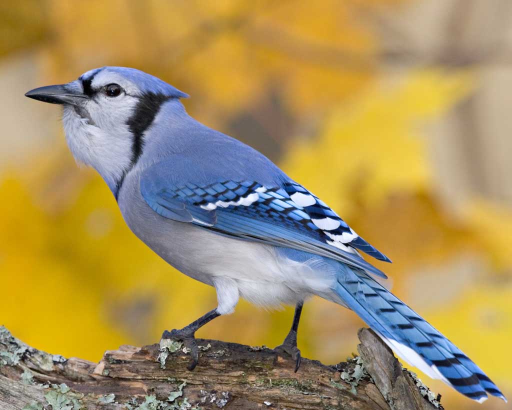 Blue Jay Bird Wallpapers Wallpaper Cave