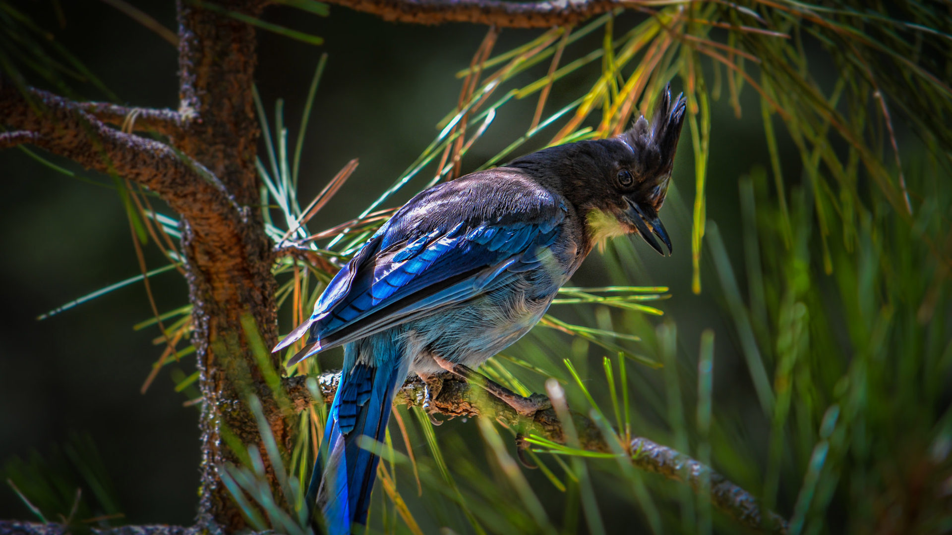 Bird Blue Jay Scientific Name Cyanocitta Cristata Bird In The Family Corvidae Native To North America United States HD Wallpaper For Deskx2400, Wallpaper13.com