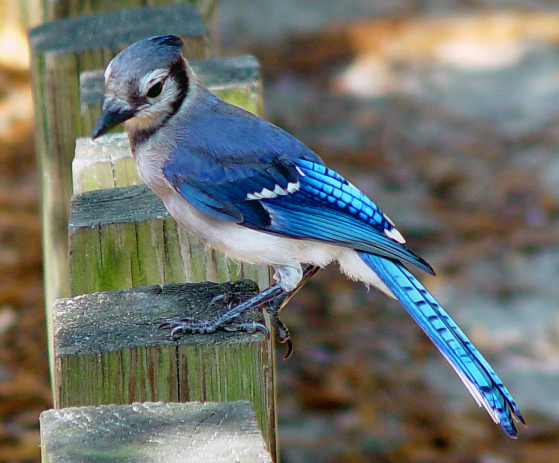 Free download blue jaybird feeder wallpaper for mobile HD Birds HD Mobile Jay [2173x1800] for your Desktop, Mobile & Tablet. Explore Blue Jay Bird Wallpaper. Blue Jays Wallpaper, Blue