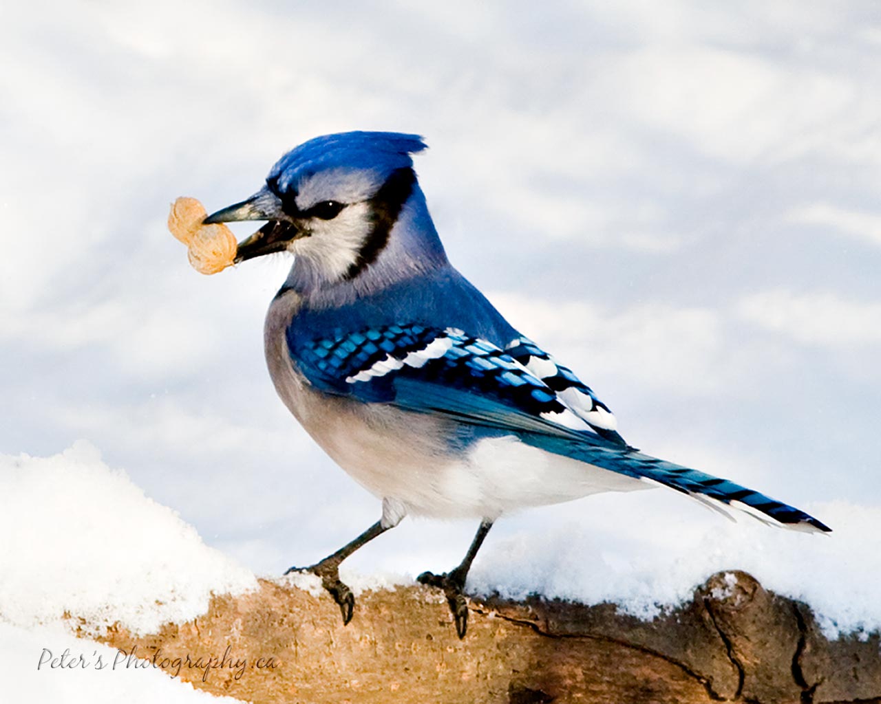 Bluey Jay Wallpaper, blue Jay Image, blue Jay Photo, blue Blue Jay Bird