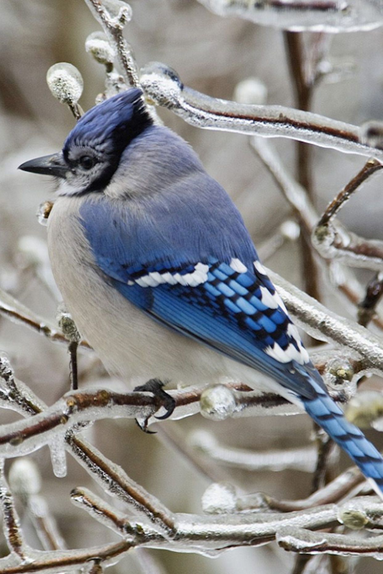 Bluejay. Blue jay, Blue jay bird, Beautiful birds