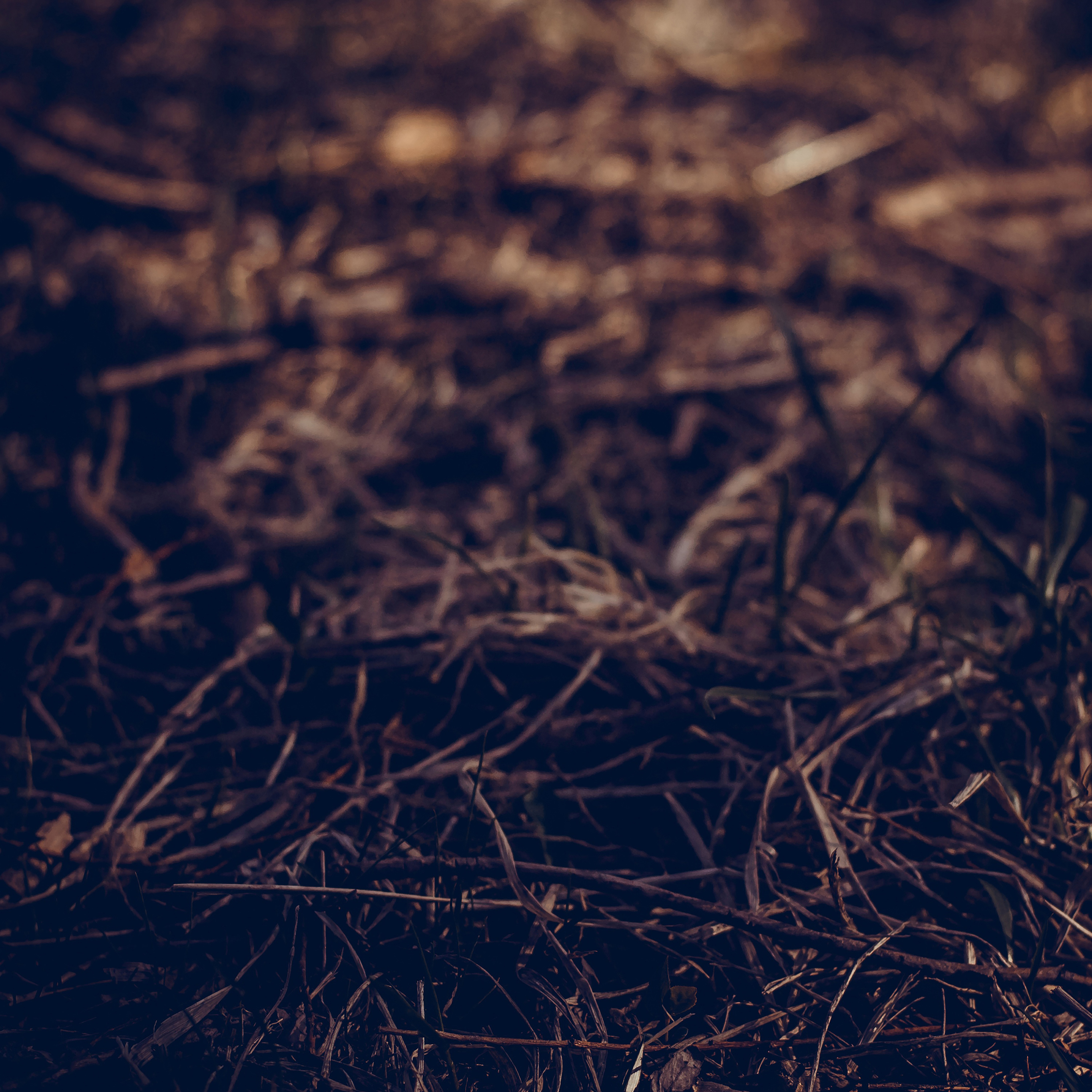 Path Leaf Old Vintage Art Nature