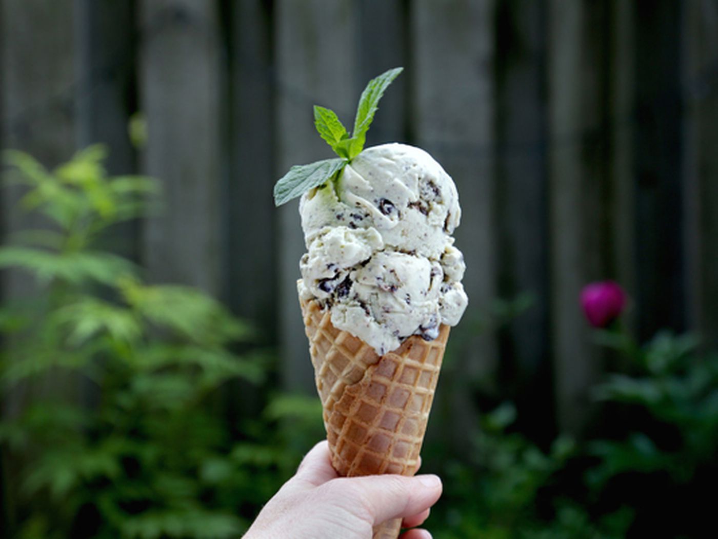Recipe: Fresh Mint Chocolate Chip Ice Cream