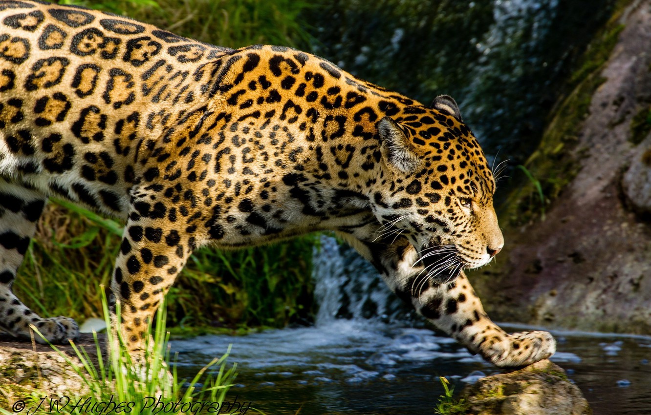 Wallpaper stream, predator, spot, Jaguar, profile, walk, wild cat image for desktop, section кошки