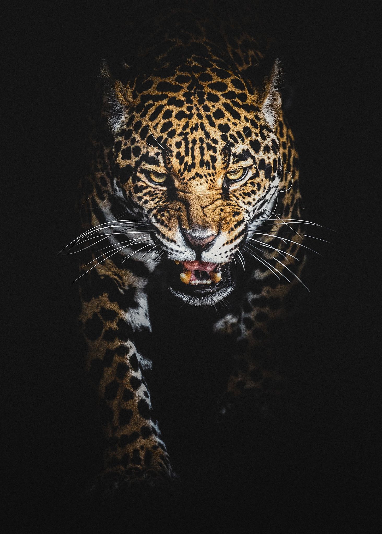 The Jaguar. Jaguar animal, Animals wild, Animals and pets