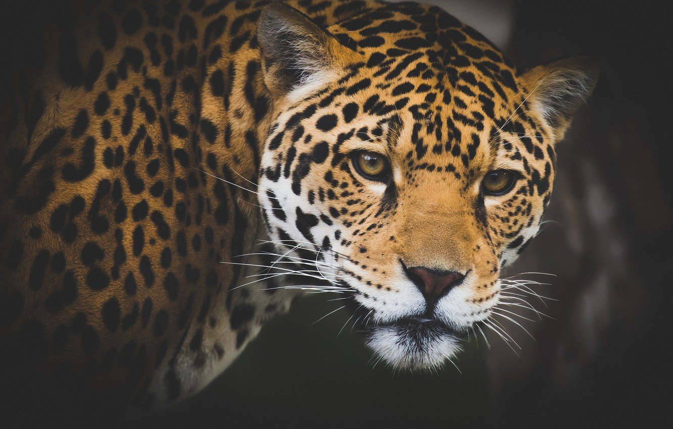 Wallpaper look, face, background, Jaguar, wild cat image for desktop, section кошки