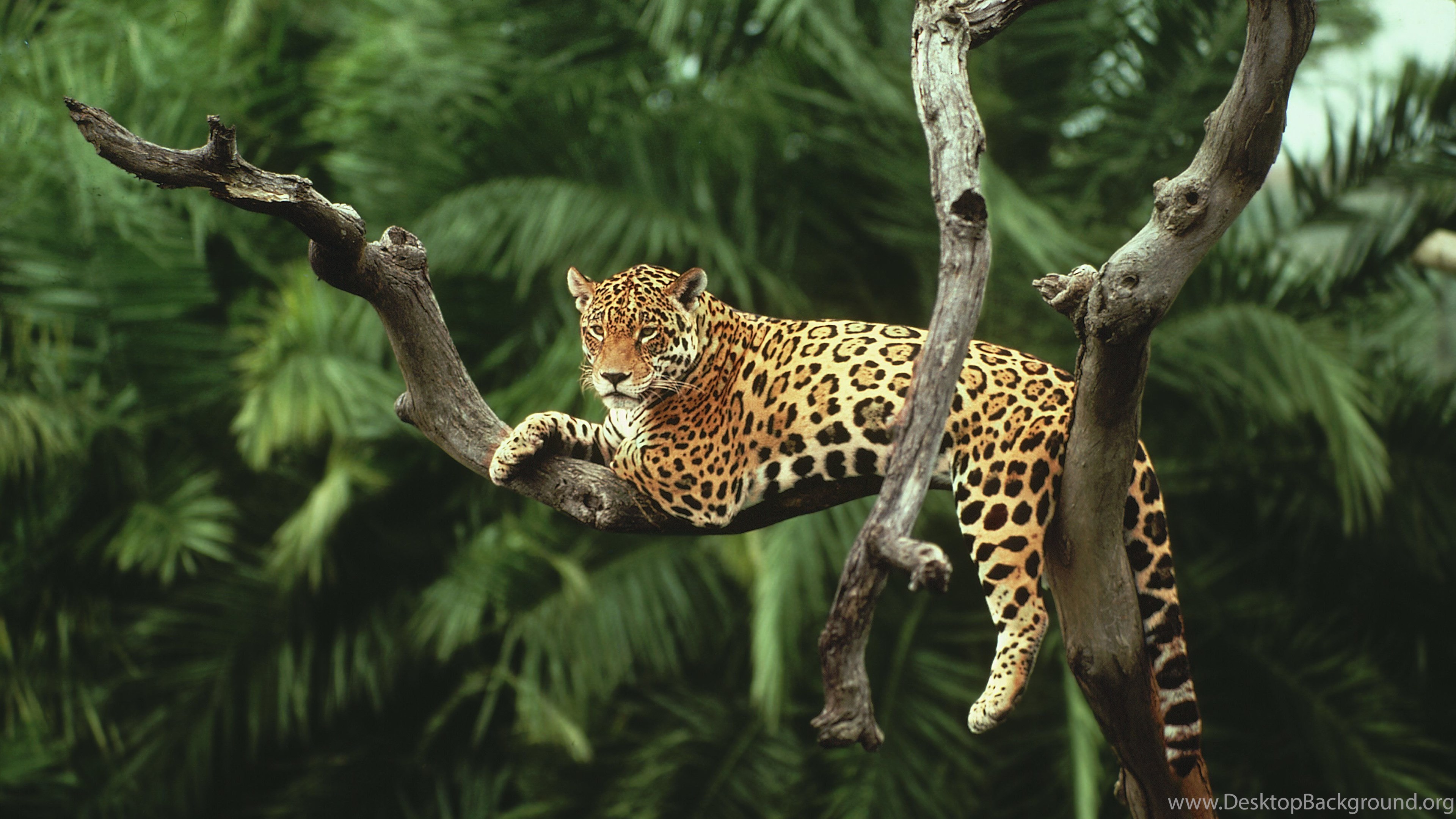 Jaguar Animal HD Wallpaper Desktop Background