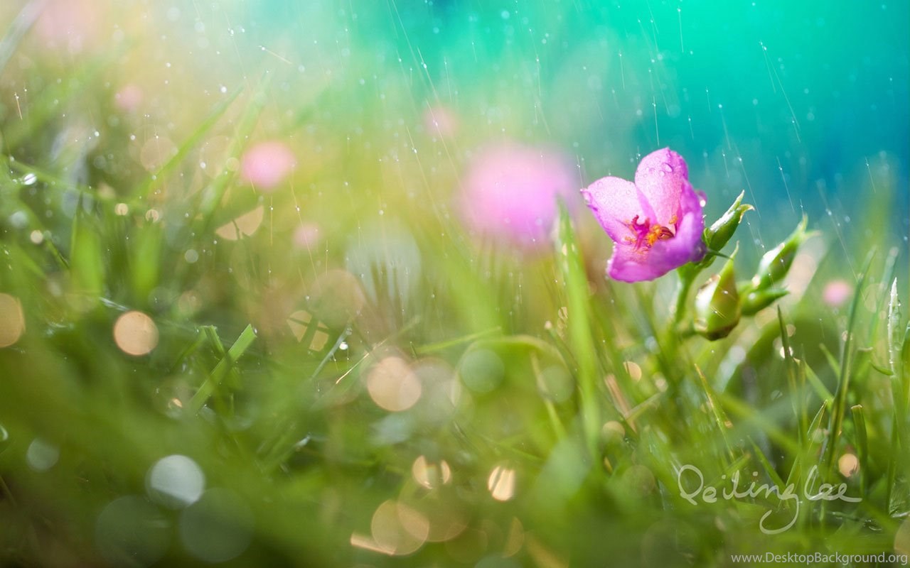 Rain Style: Small Grass Alfalfa Photography Wallpaper － Other. Desktop Background