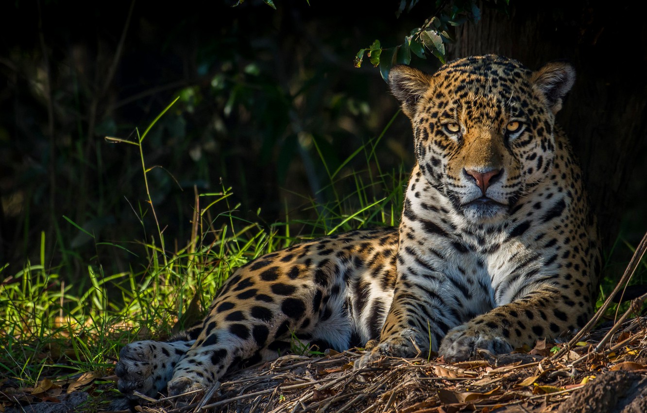 Wallpaper grass, look, face, light, nature, the dark background, portrait, Jaguar, wild cat image for desktop, section кошки