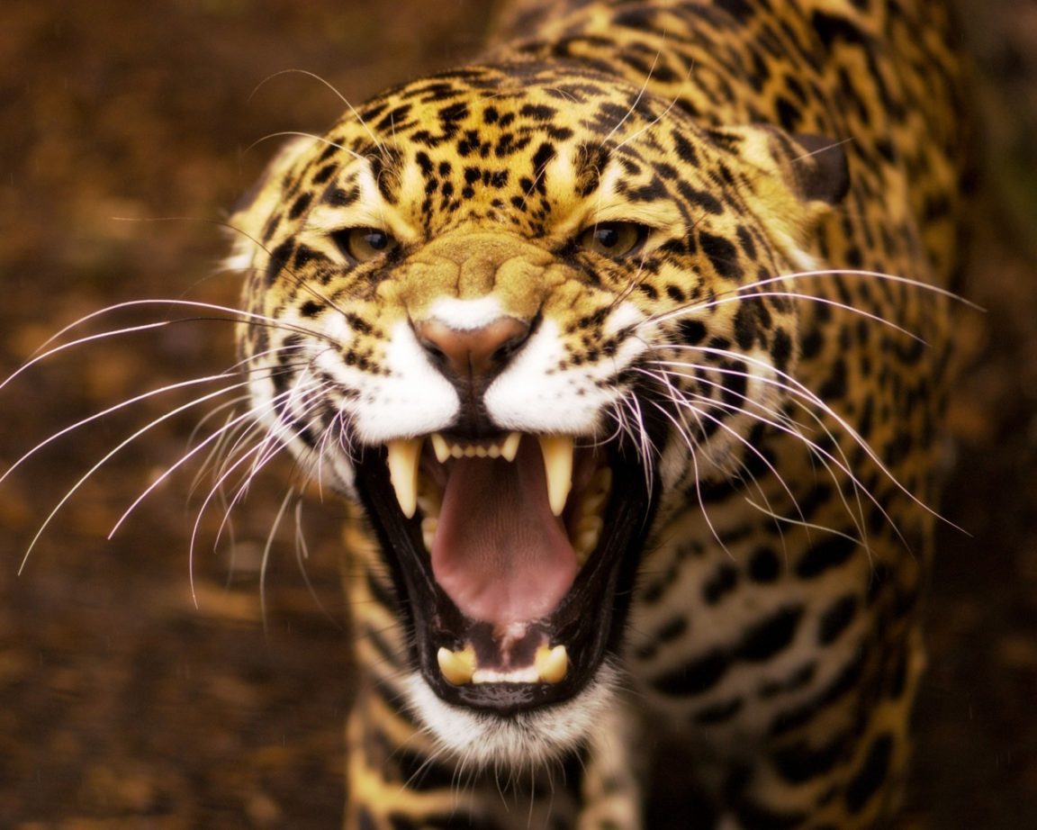 Top, New 49 Angry Jaguar wallpaper (Free HD Download)