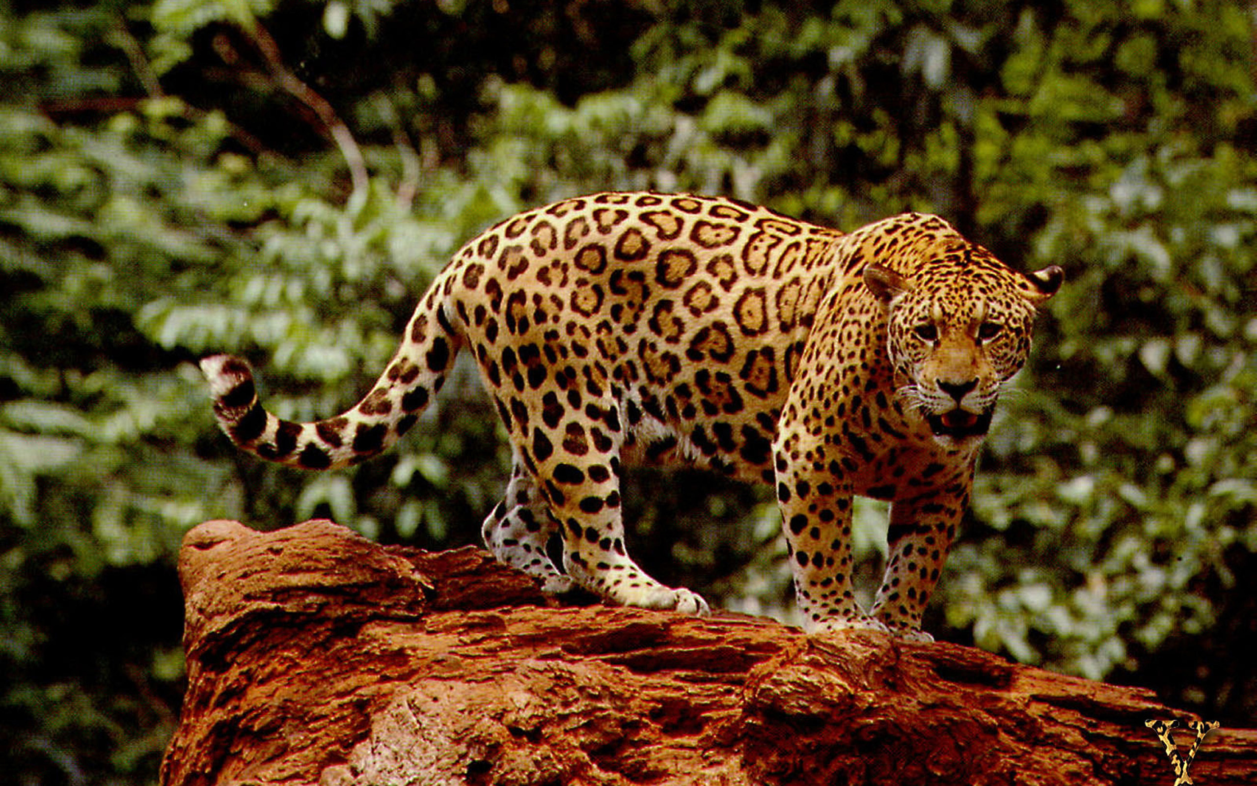 Title Animal Jaguar Cats Wallpaper HD HD Wallpaper