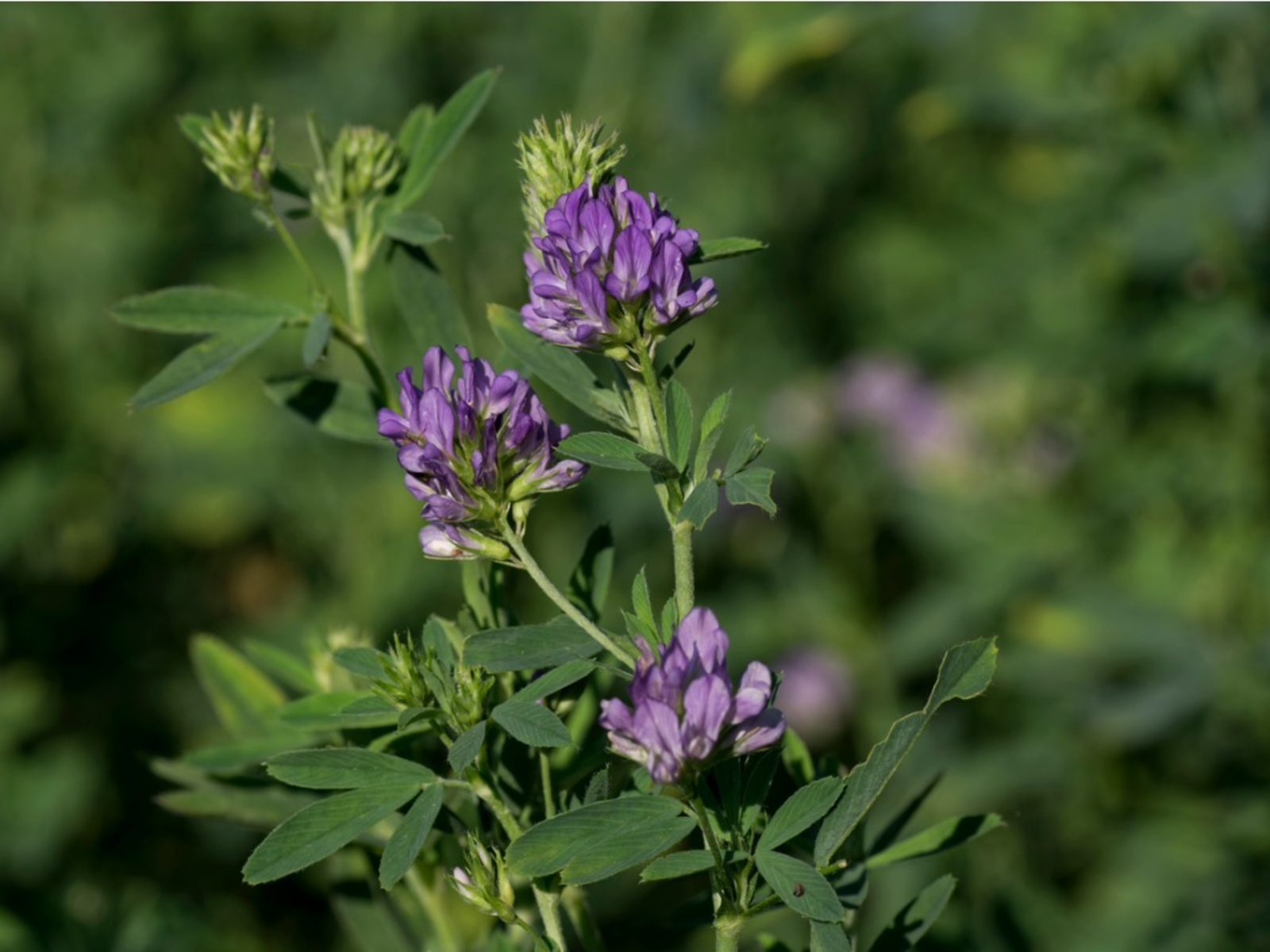 Planting Alfalfa: How To Grow Alfalfa