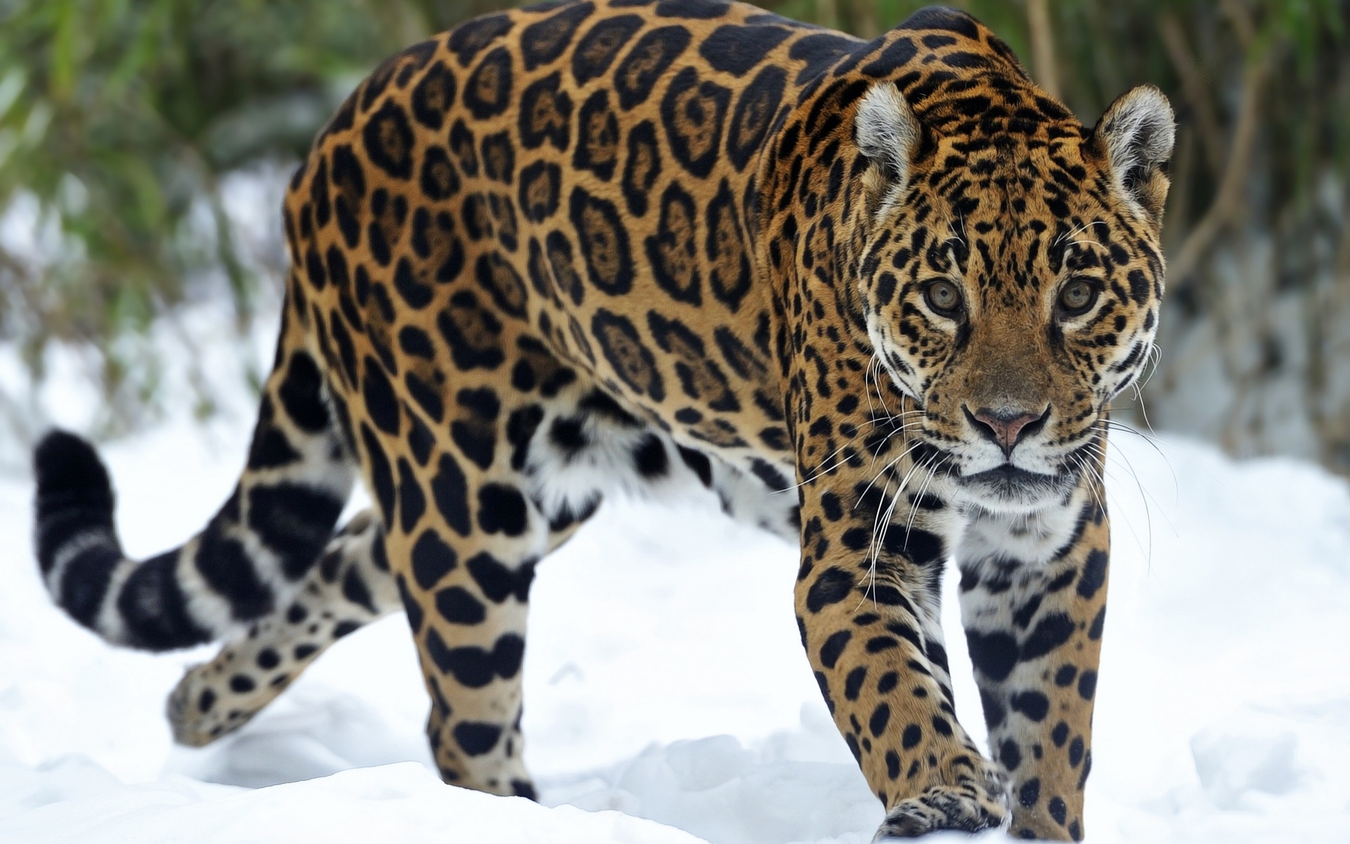 jaguar, Predator, Snow, Eyes, Cat Wallpaper HD / Desktop and Mobile Background