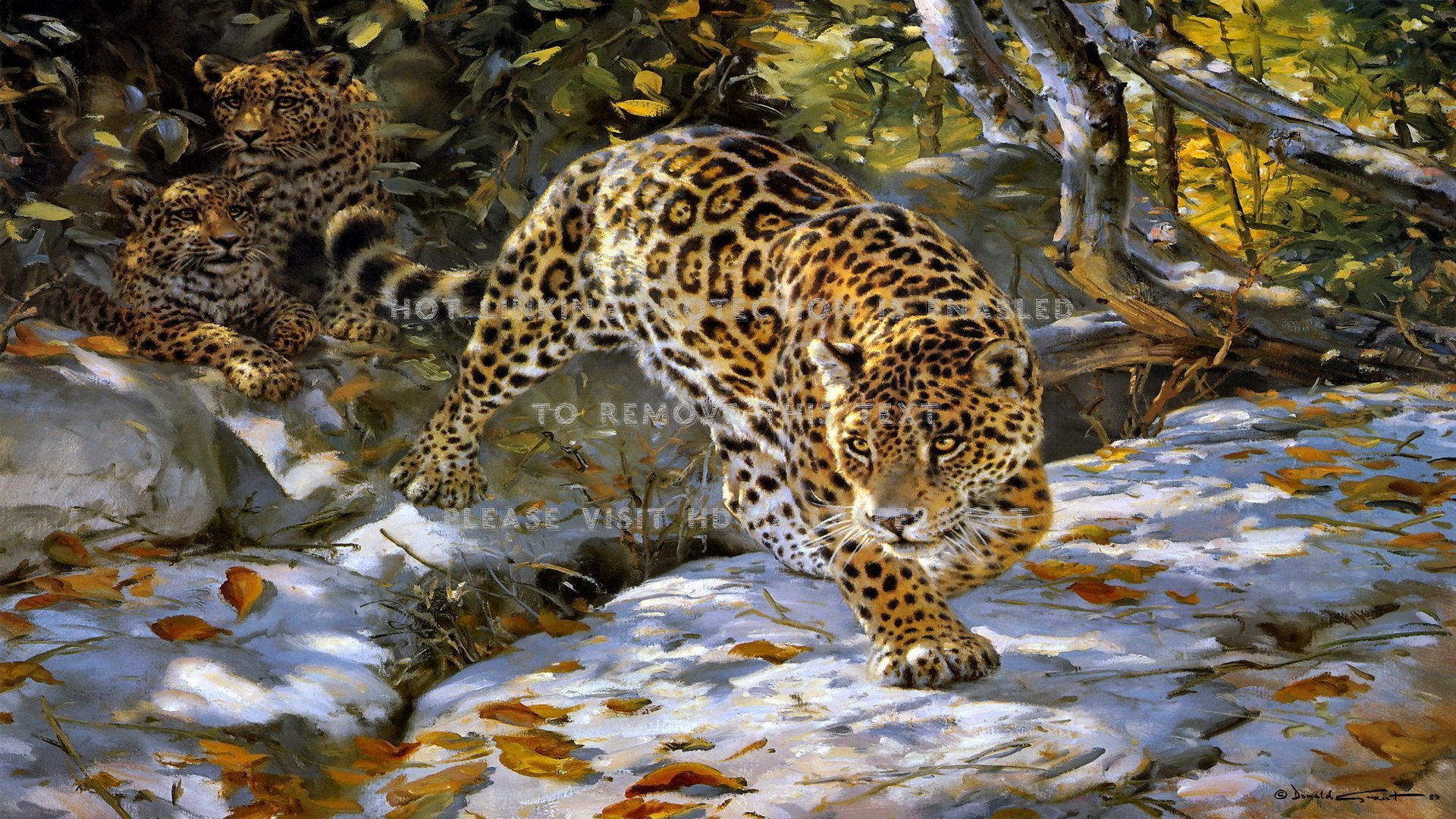 the jaguar spotted cat wold big animals