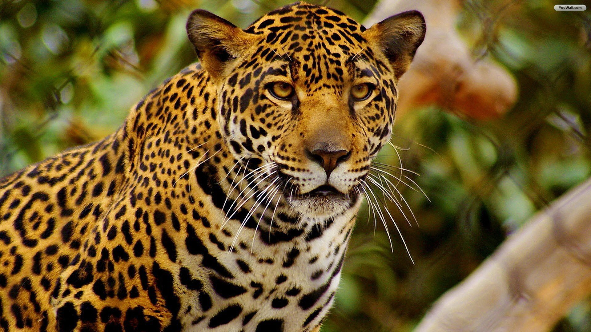 Jaguar. Cheetah background, Cheetah wallpaper, Jaguar animal