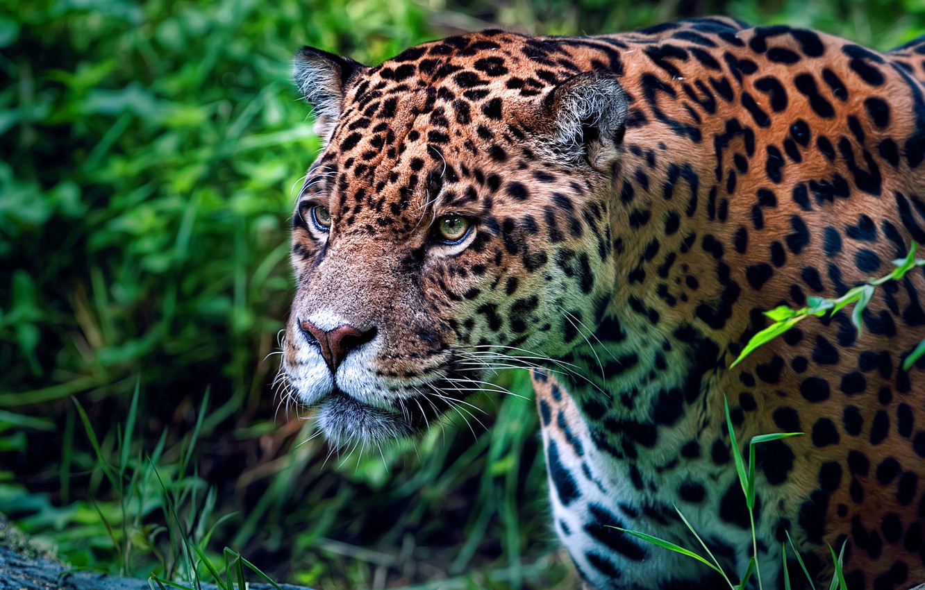 Wallpaper greens, grass, look, face, nature, portrait, treatment, Jaguar, wild cat image for desktop, section кошки