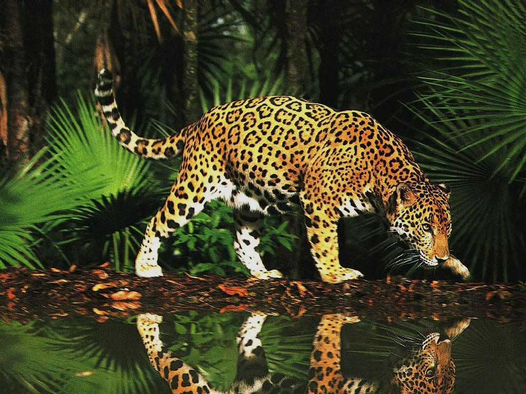 Big Cats Wallpaper: Cat Wallpaper. Jaguar animal, Animals wild, Wild cats