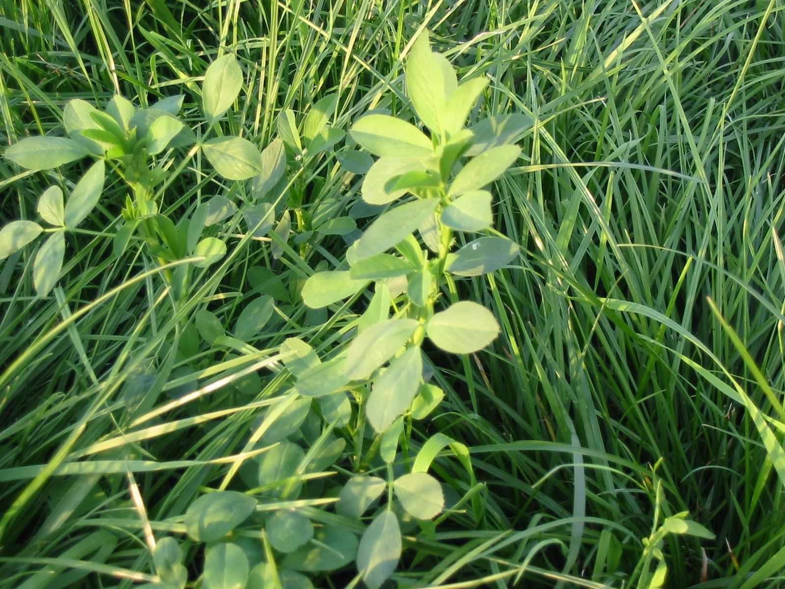 Interseeding Alfalfa in Permanent Pasture's AgriSeeds