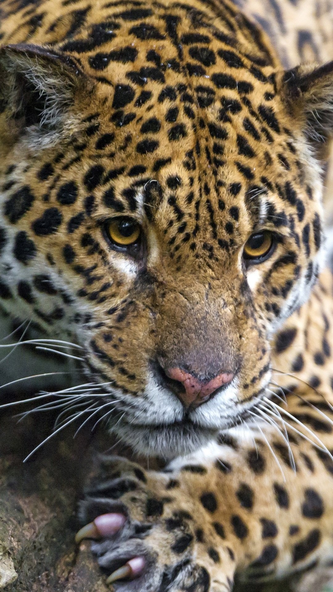 Wild Cat, Jaguar, Rest, Tree 1080x1920 IPhone 8 7 6 6S Plus Wallpaper, Background, Picture, Image