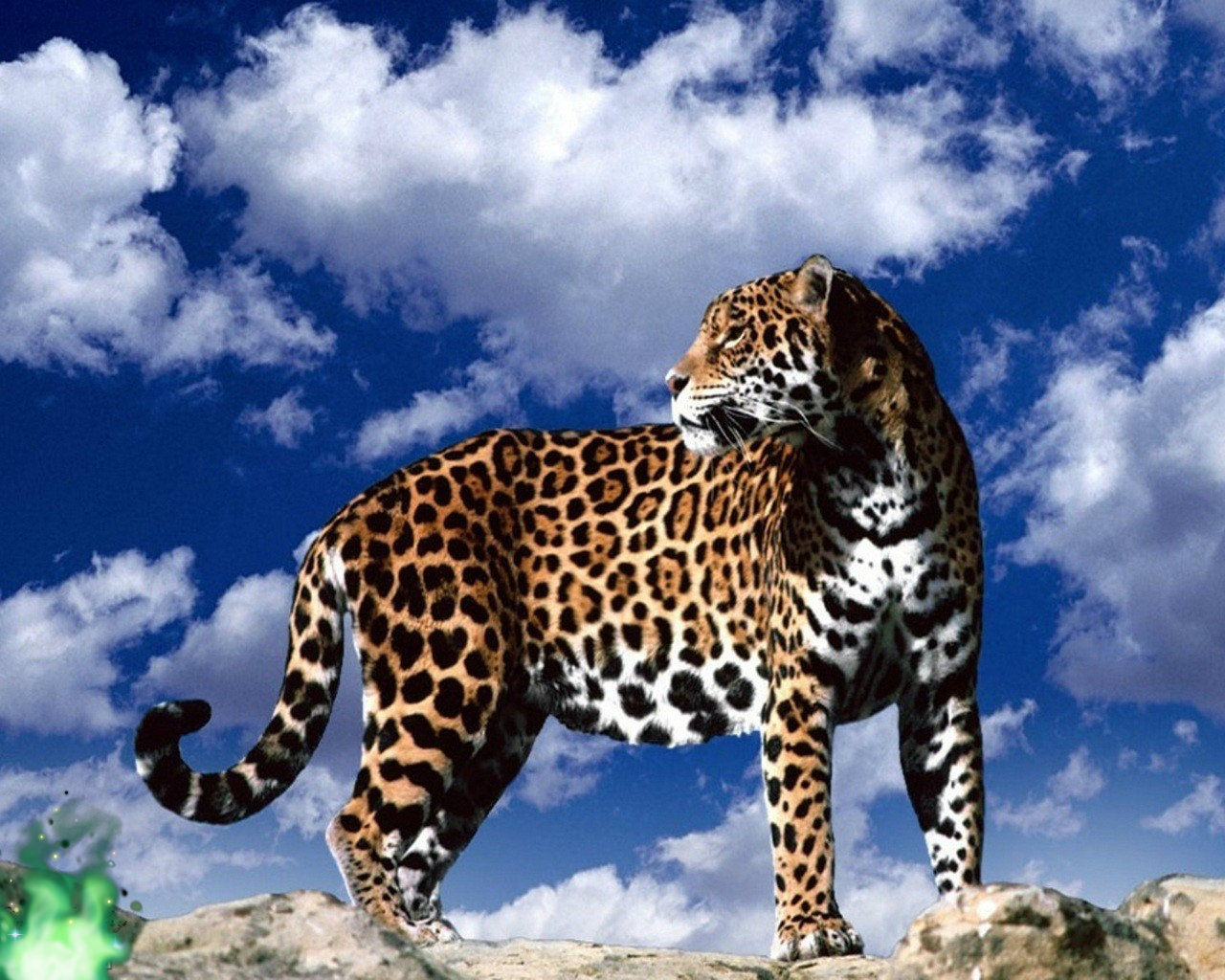 Jaguar Animal Wallpaper Background HD Wallpaper