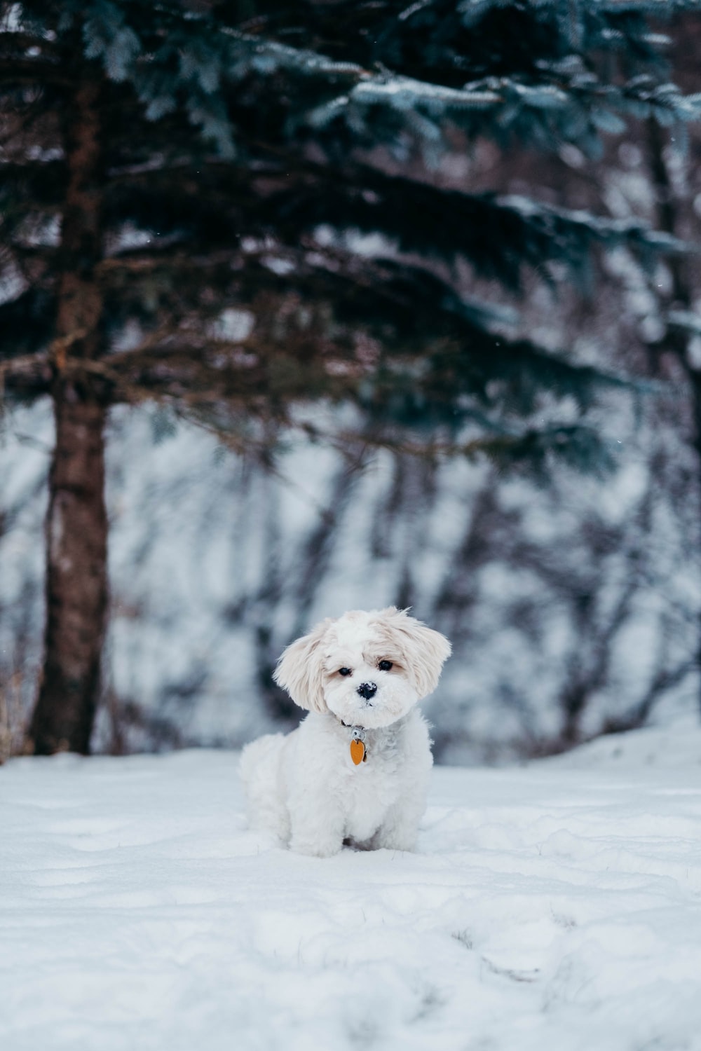 Dog In Snow Picture. Download Free Image
