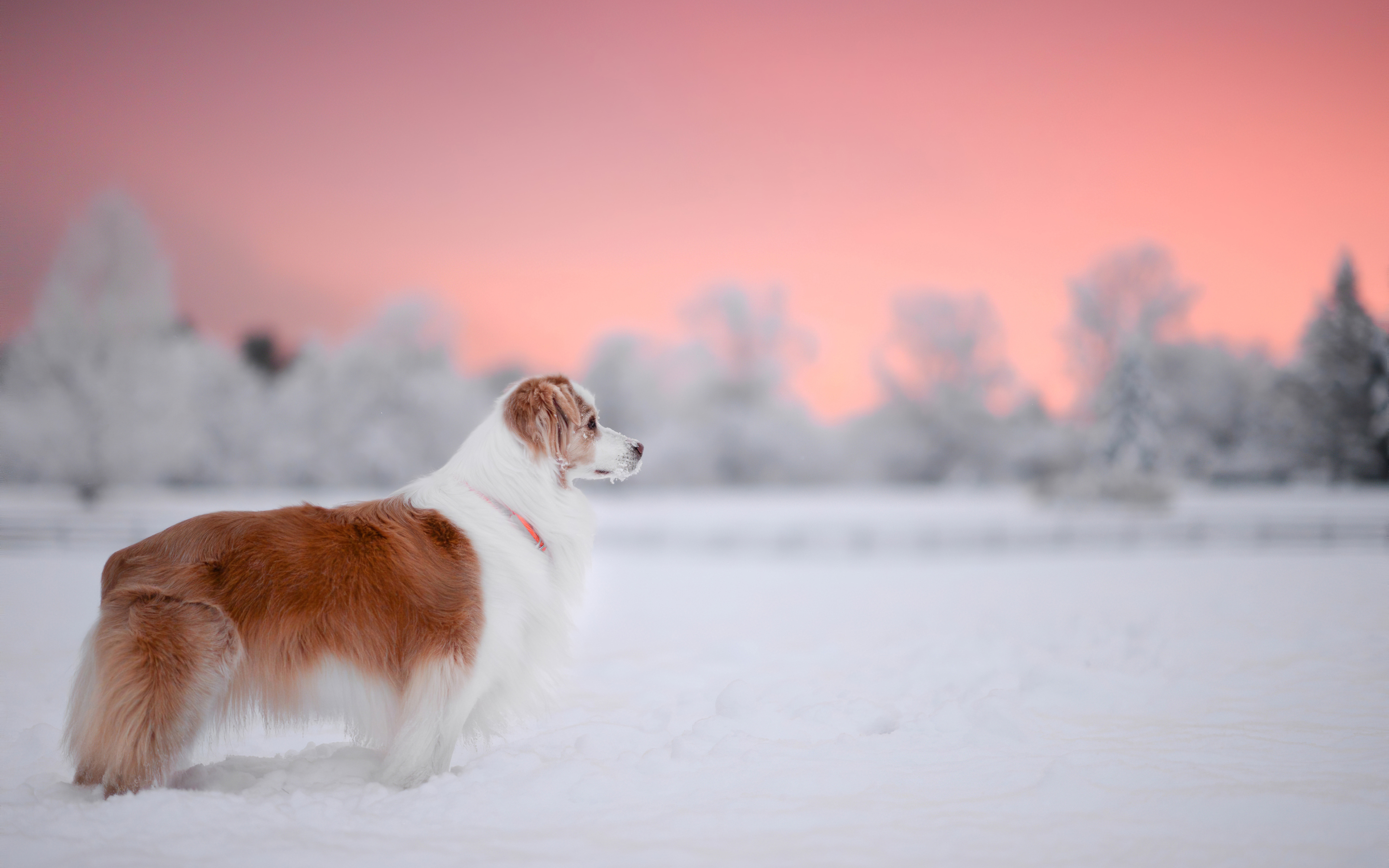 Dog Snow 4k Macbook Pro Retina HD 4k Wallpaper, Image, Background, Photo and Picture