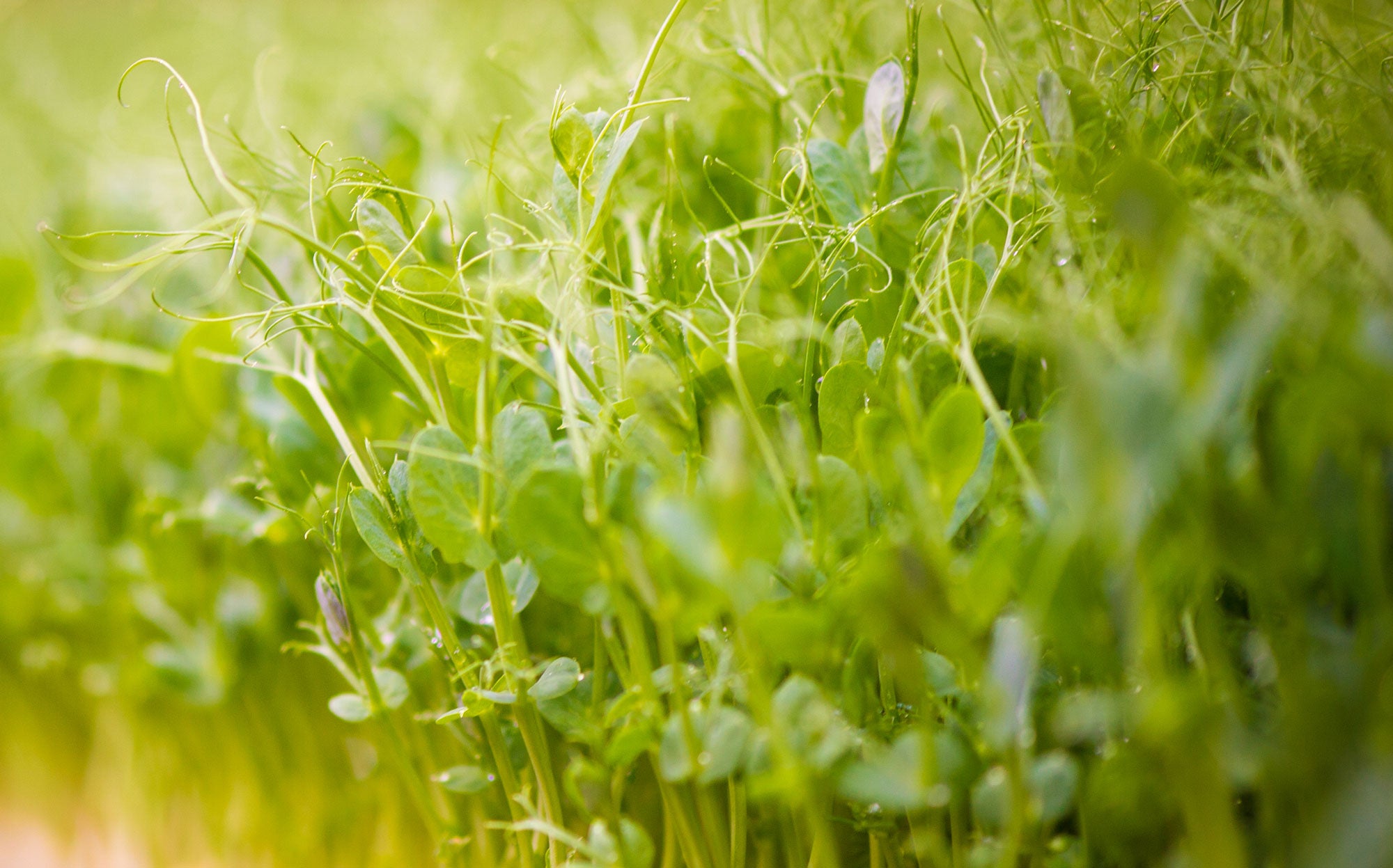 Alfalfa Sprout Gazpacho Season Greens