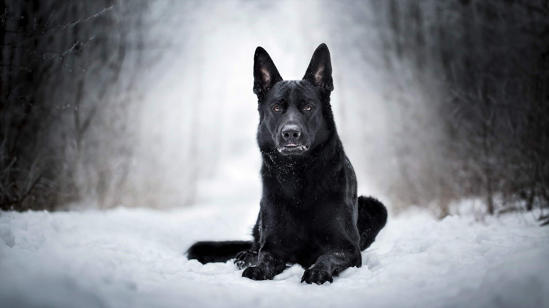 Black Dog in the Snow HD Wallpaper