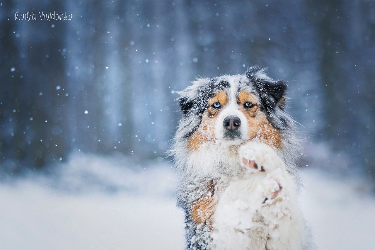 Dogs In The Snow Wallpapers - Wallpaper Cave