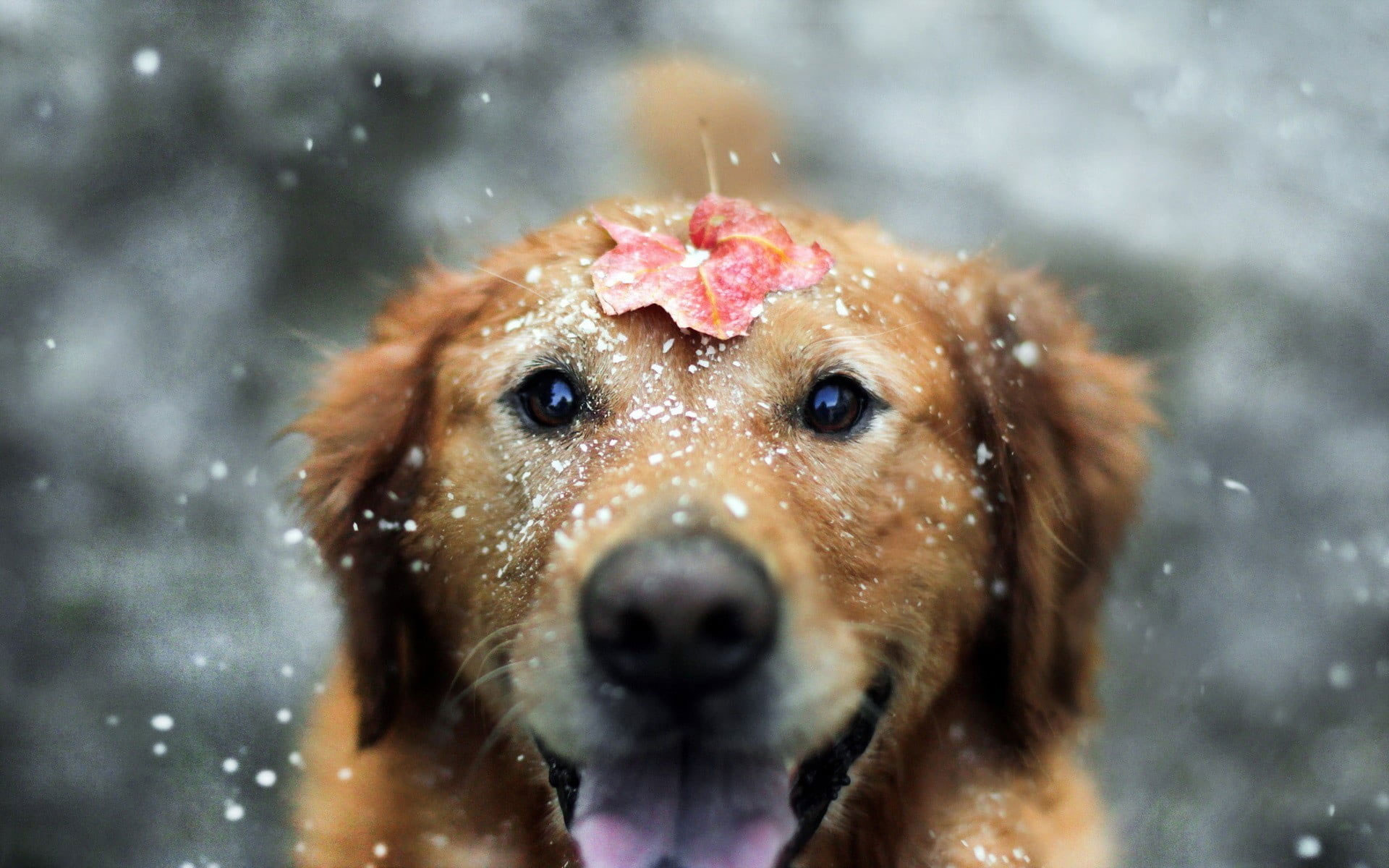 Wallpaper Golden Retriever Puppy, Dog, Animals, Snow • Wallpaper For You