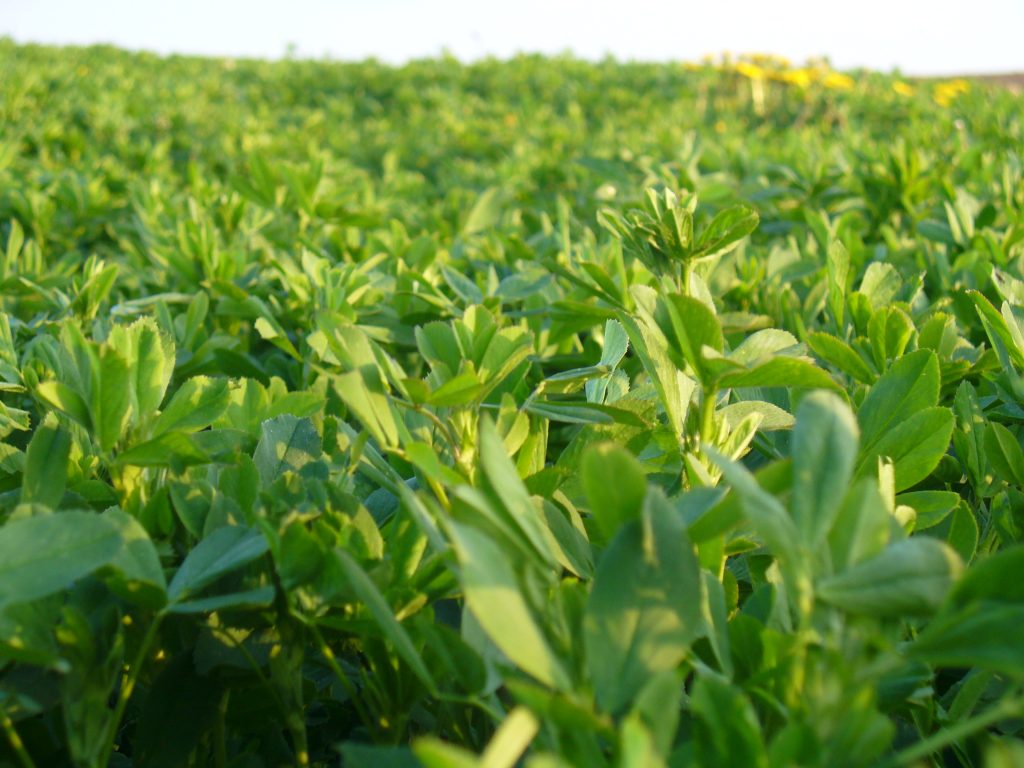 Late Summer Insect Management Helps Alfalfa Plants Prepare For Winter Hi Tech Seeds