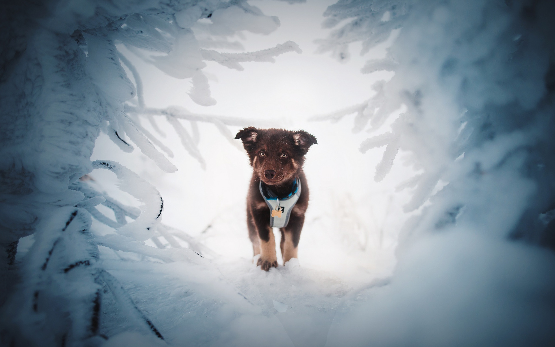 Download wallpaper little brown puppy, winter, snow, German Shepherd, small dogs, pets for desktop with resolution 1920x1200. High Quality HD picture wallpaper