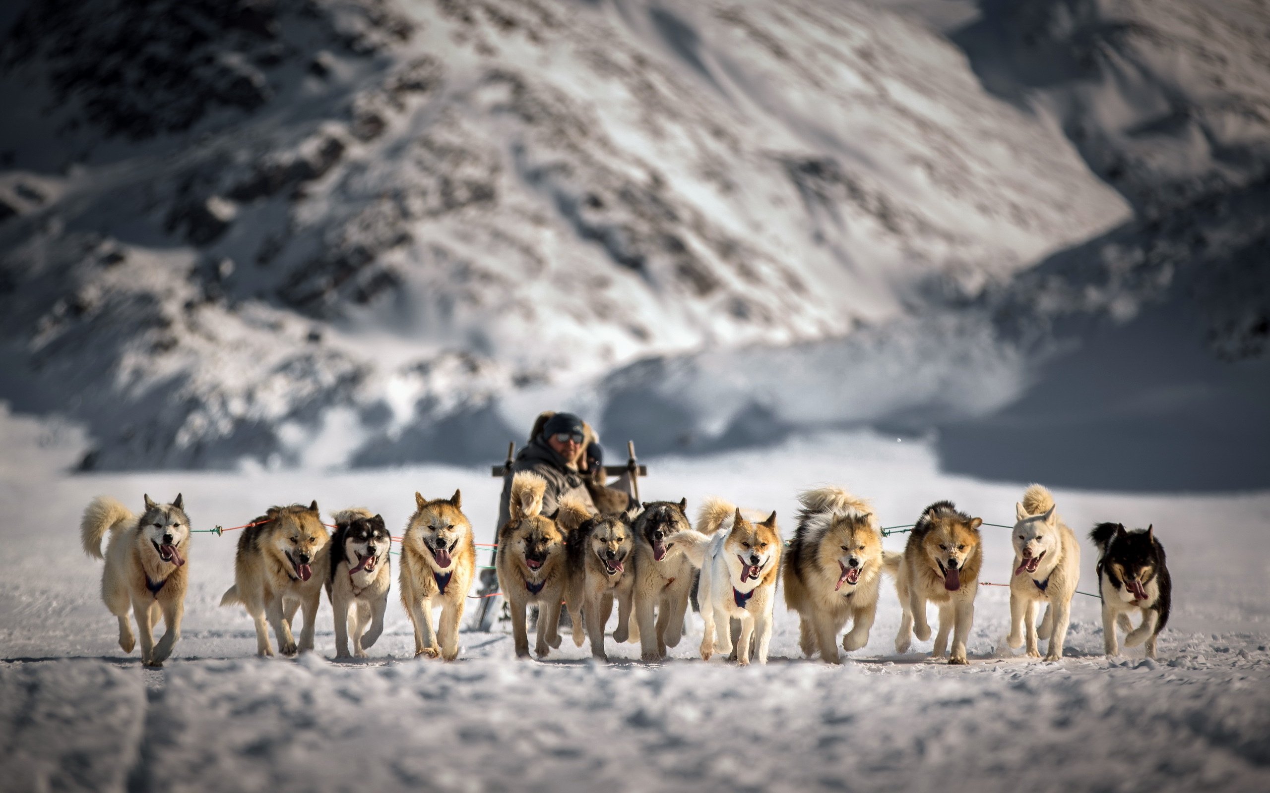 Sled snow dogs wallpaperx1600