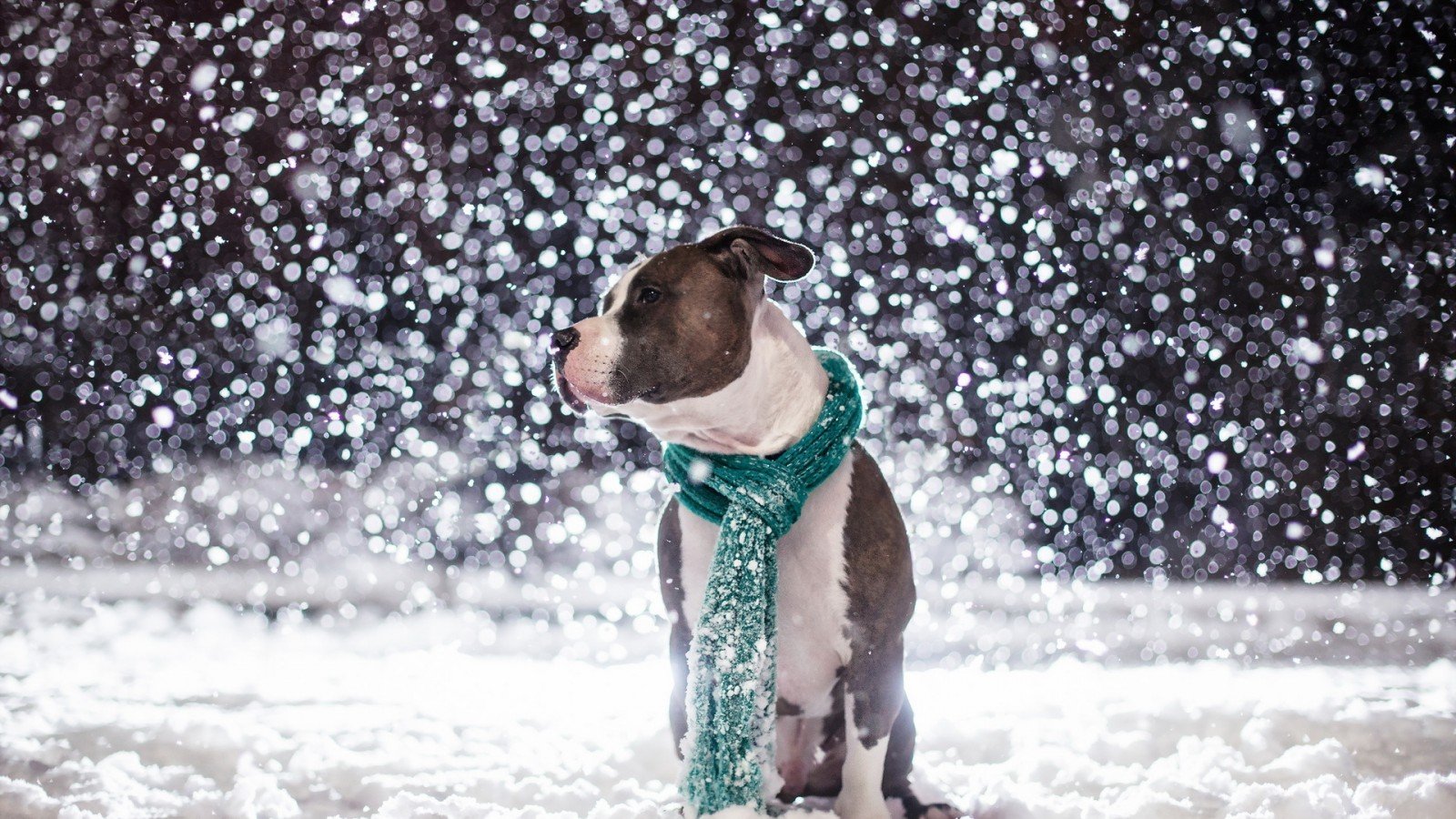 Winter Dogs Wallpaper