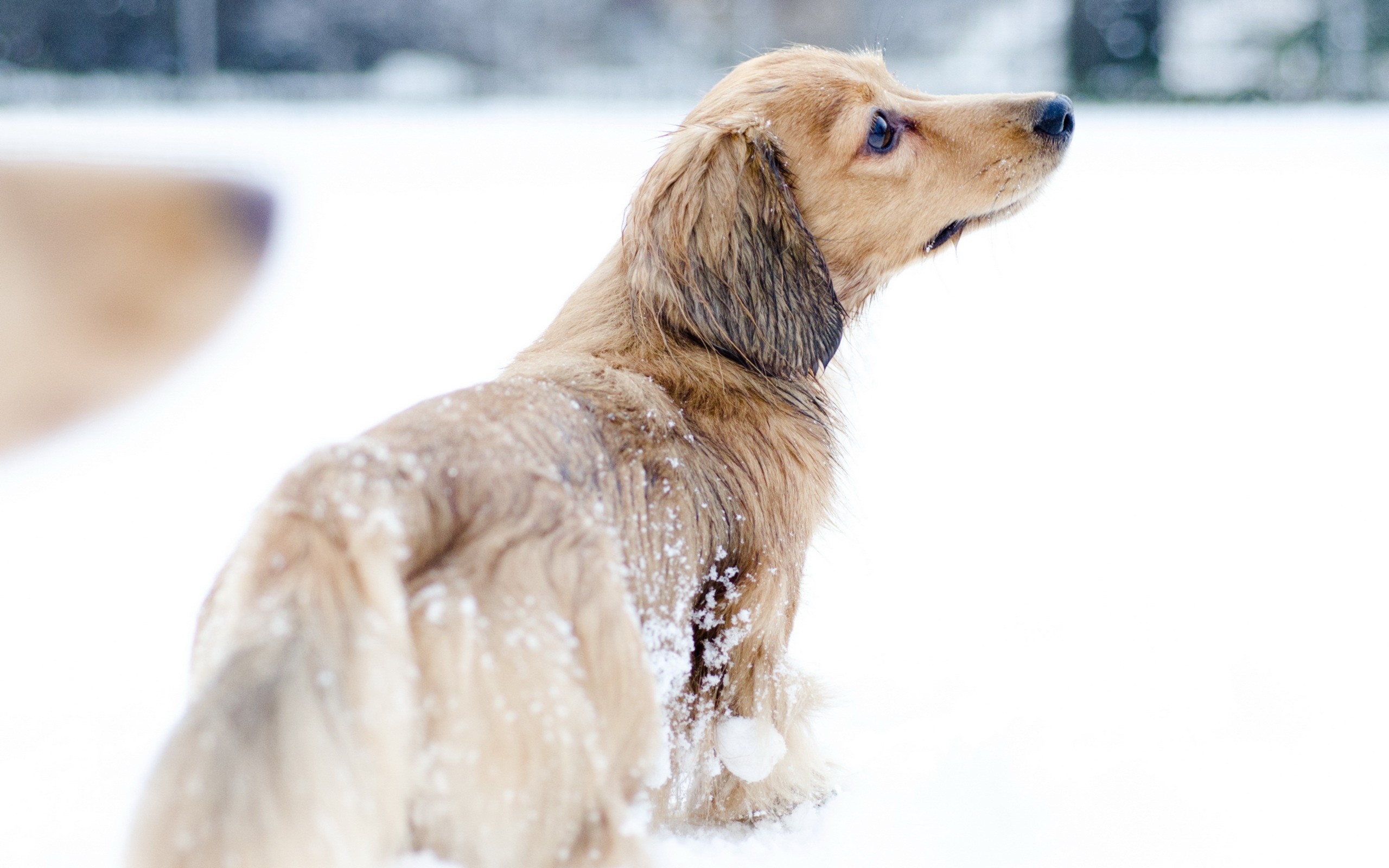 Dog in the Snow desktop PC and Mac wallpaper