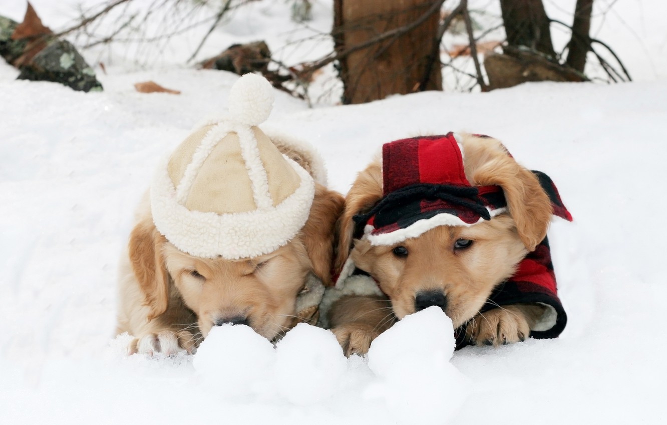 Puppies In The Snow Wallpaper