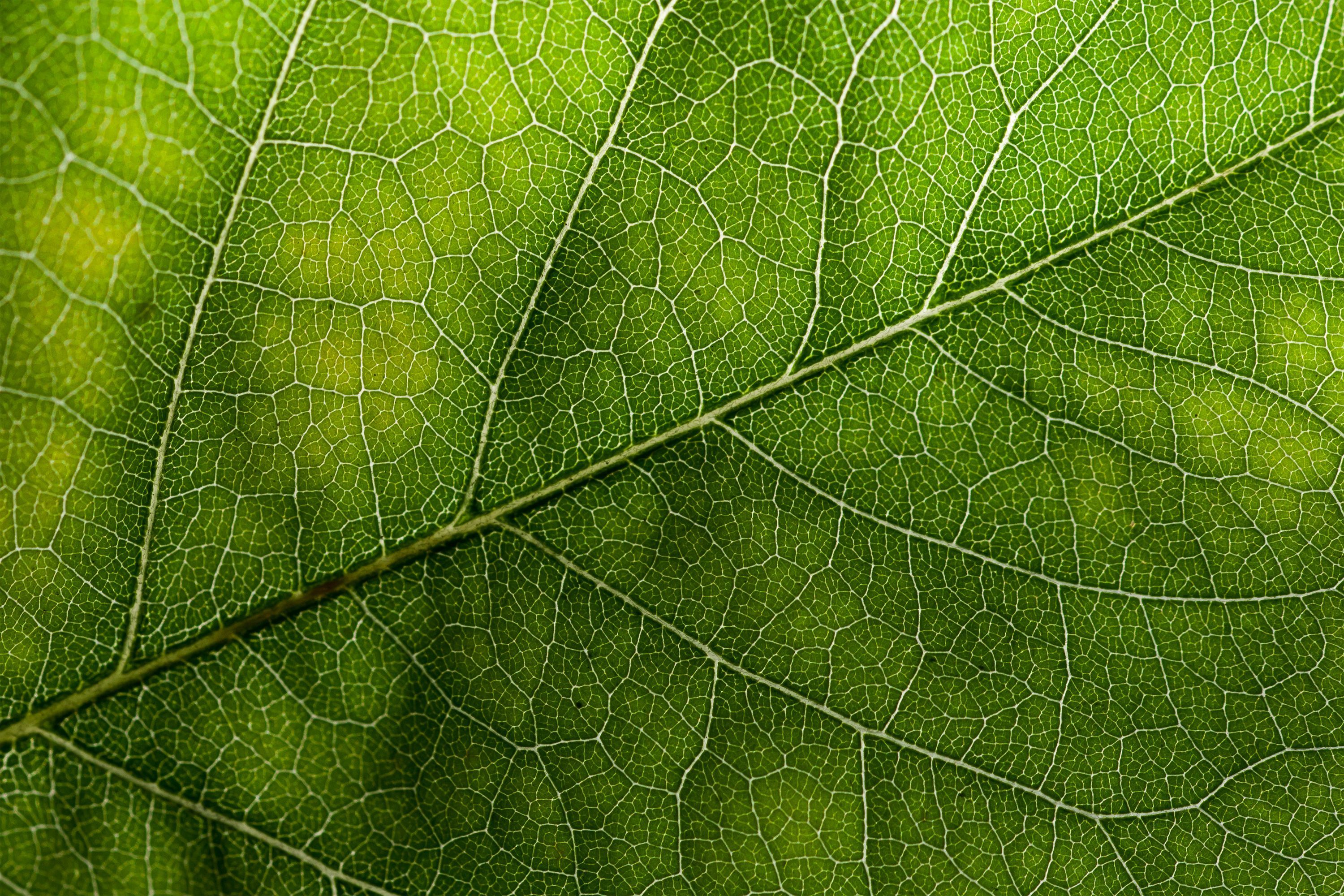 Leaf Texture Wallpaper Free Leaf Texture Background