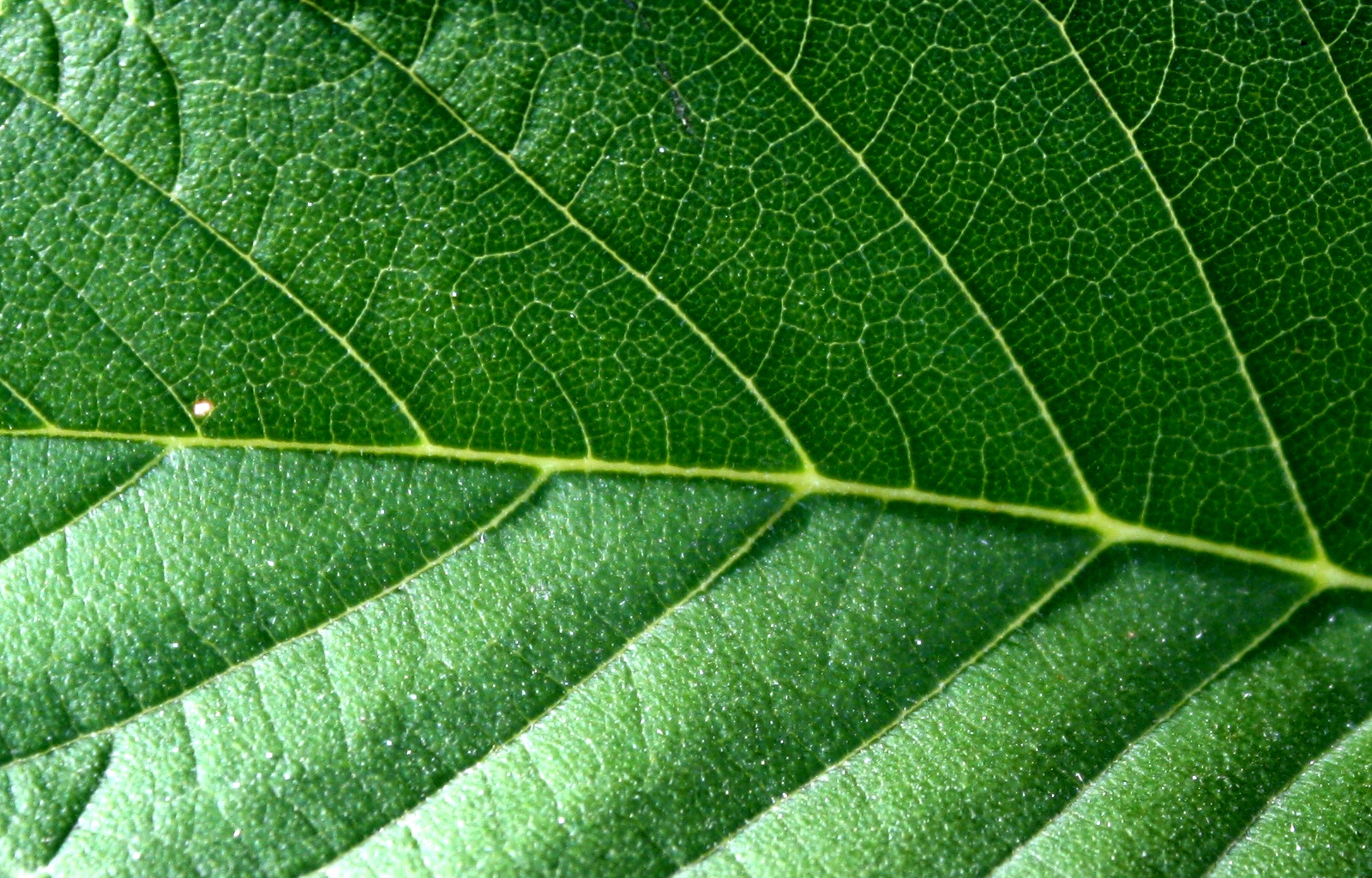 Leaf Texture Picture. Free Photograph. Photo Public Domain