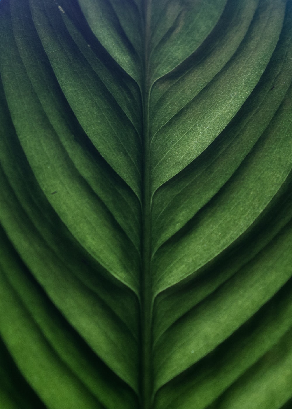 Plant Texture Picture. Download Free Image