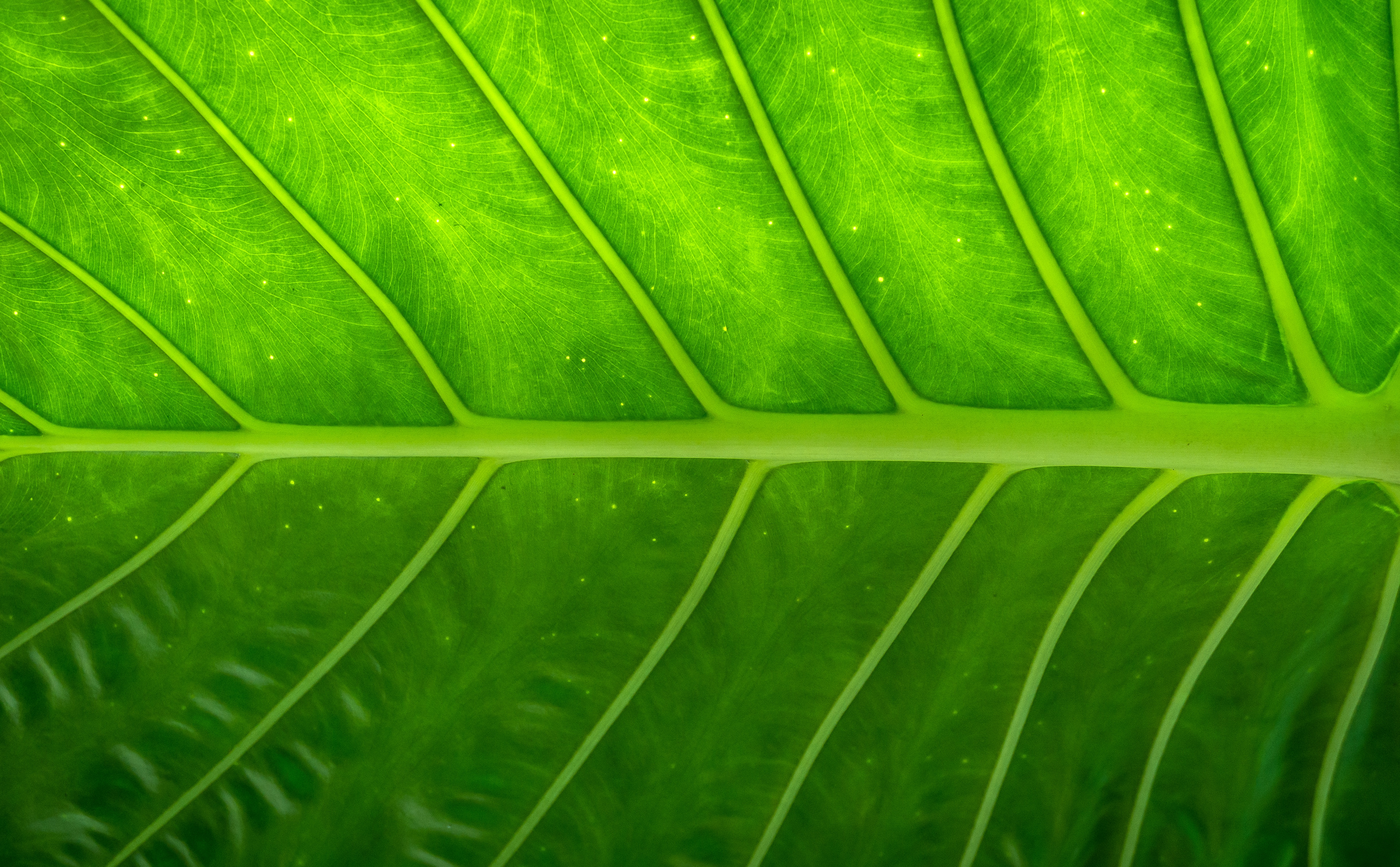 Wallpaper with green leaf texture free image download