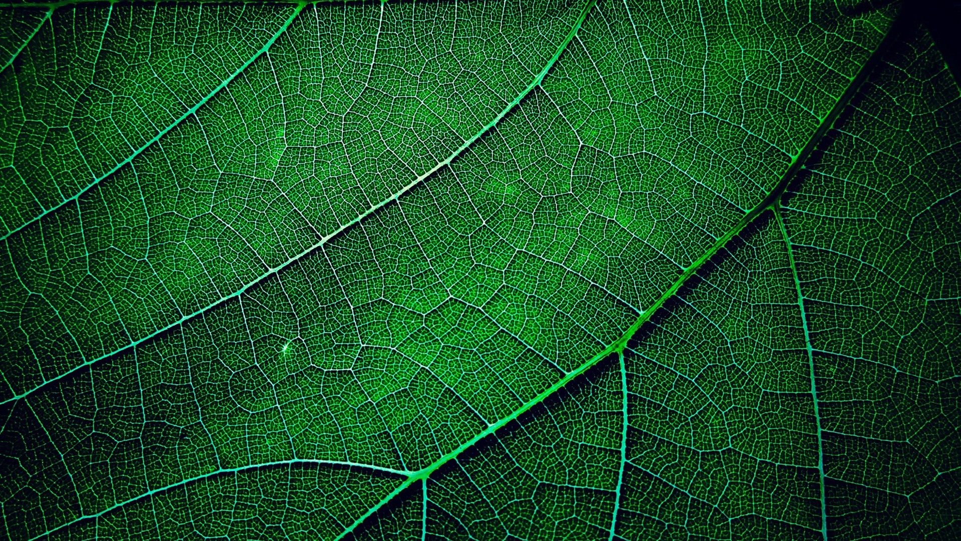Wallpaper Green leaf macro photography, texture 1920x1440 HD Picture, Image